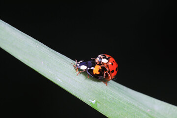 Ladybugs mate on weeds, North China Plain