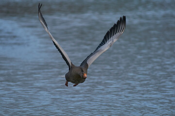 Greylag Geese (Anser anser) flying over a lake during winter at Slimbridge in Gloucestershire, England. 