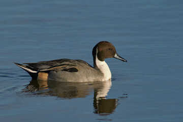 Male Northern Pintail (Anas acuta) on a lake at Slimbridge in Gloucestershire whilst wintering in the United Kingdom. 