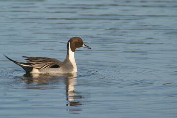 Male Northern Pintail (Anas acuta) on a lake at Slimbridge in Gloucestershire whilst wintering in the United Kingdom. 