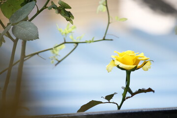 Yellow Rose with beautiful background. Seasons greetings. 