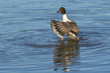 Male Northern Pintail (Anas acuta) on a lake at Slimbridge in Gloucestershire whilst wintering in the United Kingdom. 