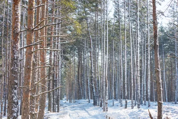 Foto op Canvas Winter forest © Galyna Andrushko
