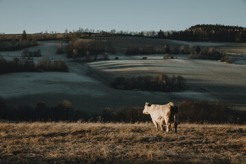 Single white cow basking in the morning sun in winter countryside on the edge of Bohemian forest in Czech Republic