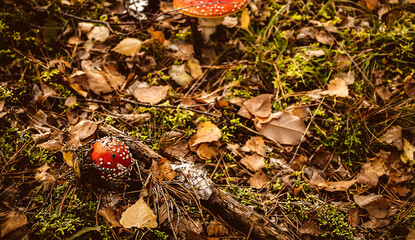 Toxic toadstool mushroom in the autumn forest
