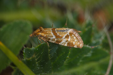 Aethes hartmanniana, DE, NRW, Lampertstal, Eifel 2020/06/07 13:52:02