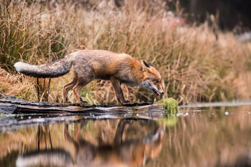 Naklejka na ściany i meble Red fox at the small pond