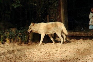 Loup blanc