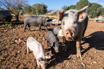 farm Sa Teulera, Manacor, Mallorca, Balearic Islands, Spain