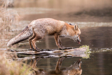 Red fox standing on a log and drinks from the lake.