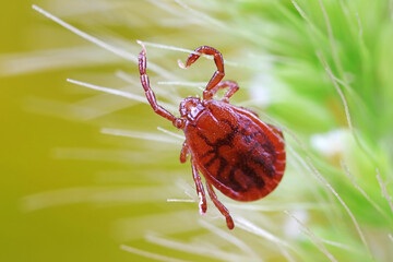 Ticks live on wild plants in the North China Plain
