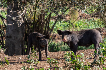 farm Sa Teulera, Manacor, Mallorca, Balearic Islands, Spain
