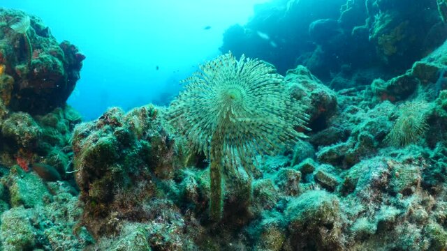 tubeworm scenery underwater open wings and collecting particles in water fan worm ocean scenery