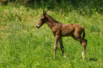 Lonely newborn foal doing first run on a spring pasture