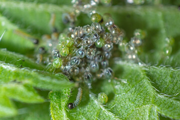 Kleiner Fuchs, Aglais urticae , Eigelege,  DE, NRW, Schwelm 2020/06/24 19:48:17