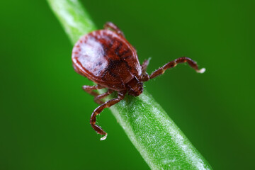 Ticks live on wild plants in the North China Plain