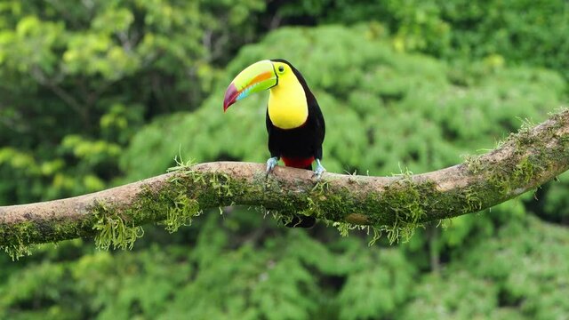 Keel-billed Toucan - Ramphastos sulfuratus  also known as sulfur-breasted toucan or rainbow-billed toucan, member of the toucan family, national bird of Belize. Sit on the branch and observing around.