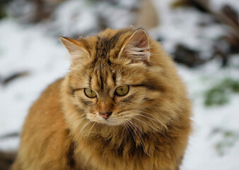 Naklejka na ściany i meble fluffy red-haired beautiful cat sits on the snow on a winter day, horizontal photo. The emphasis is on the cat's face, the portrait of the cat is large. close-up. sad yellow eyes, looking down