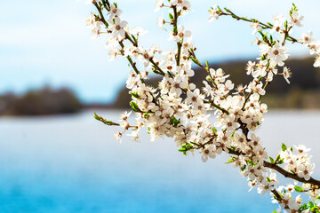 Flowering trees in spring, a branch of a flowering tree near the river