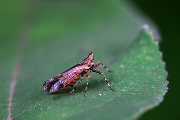 Wax cicada nymphs live on wild plants in North China
