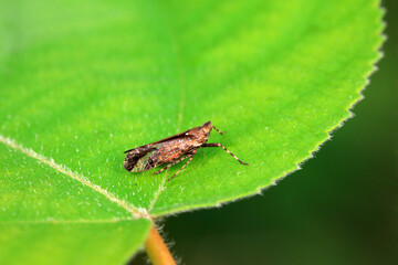 Wax cicada nymphs live on wild plants in North China