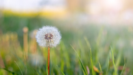 Fototapeta na wymiar White dandelion in a field among the green grass