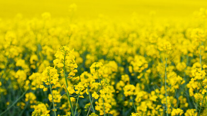Yellow rapeseed flowers in a spring field, rapeseed blossoms