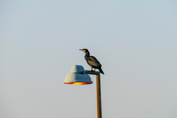 Kormoran sitzt auf einer Boje an der Anlegestelle am Rhein