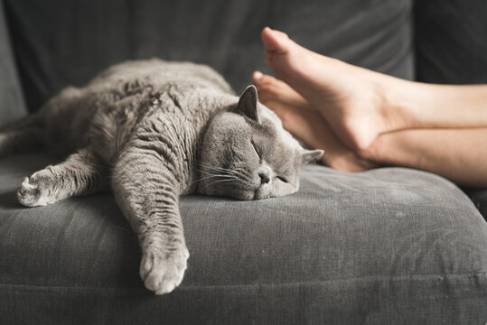 Close up of a British Short Hair cat sleeping next to a woman’s feet on a grey sofa in a house in Edinburgh, Scotland, United Kingdom