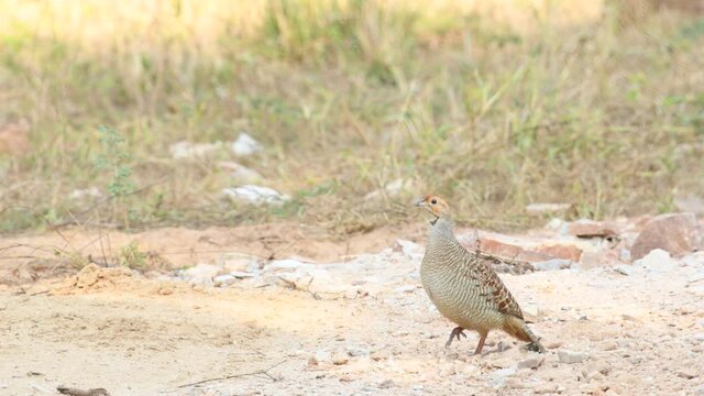 Full shot of grey francolin or grey partridge or Francolinus pondicerianus on a jungle track at Ranthambore national park or forest reserve rajasthan india