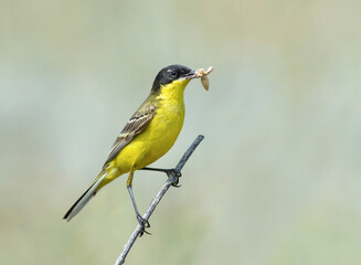 Black-headed wagtail male with feed on the branch. Yellow bird with prey.
