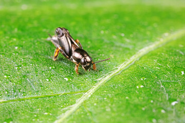 pygmy sand cricket live on wild plants in North China