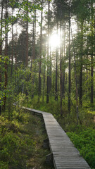 Green Forest Scandinavian Landscape in remote Tresticklan National Park in Sweden.