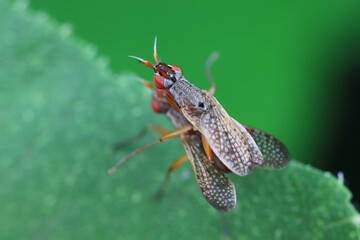 Flies on plants in the nature, North China Plain