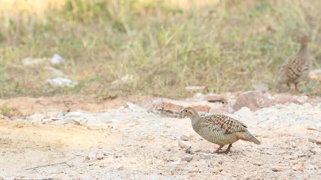 Full shot of grey francolin or grey partridge or Francolinus pondicerianus on a jungle track at Ranthambore national park or forest reserve rajasthan india