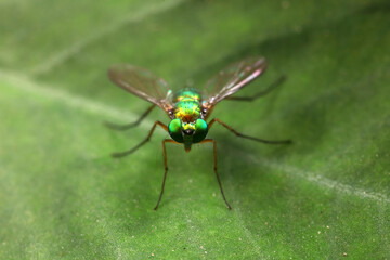 A tabanid perches on a green leaf in North China