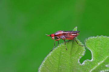 Flies on plants in the nature, North China Plain