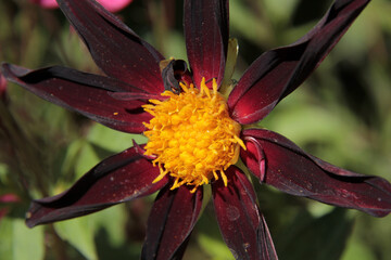 fleur au cœur jaune