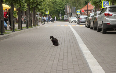 Fototapeta premium Homeless cat sitting city road.