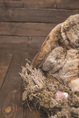 Obraz premium nest of flowers with a rabbit on wooden background 