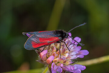 Thymian-Widderchen..Zygaena purpuralis, DE, RLP, Gönnersdorf, Eifel 2020/07/03 07:57:56