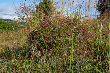 Große Wiesenameise,..Formica pratensis, Ameisenhügel, DE, RLP, Gönnersdorf, Eifel 2020/07/03 08:06:16