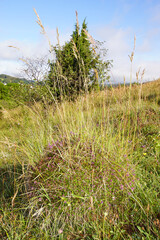 Große Wiesenameise,..Formica pratensis, Ameisenhügel, DE, RLP, Gönnersdorf, Eifel 2020/07/03 08:07:54