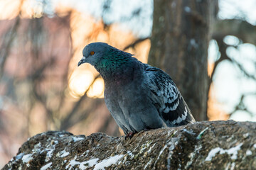 pigeon on a branch