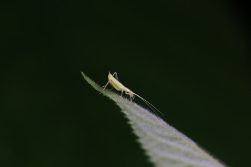 Tree crickets on wild plants, North China