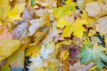 View of the fallen colorful leaves in the autumn park.