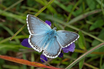 Silbergrüner Bläuling, Lysandra coridon, DE, RLP, Gönnersdorf, Eifel 2020/07/03 09:40:42