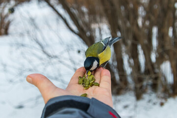 bird in hand