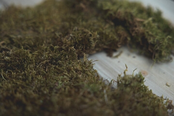 moss on the  wood board

