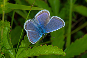 Argus-Bläuling, Plebejus argus, DE, RLP, Gönnersdorf, Eifel 2020/07/03 10:33:03
